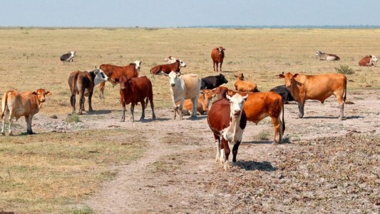 Bahillo anunció $1.300 millones para a ayuda a ganaderos afectados por la sequía