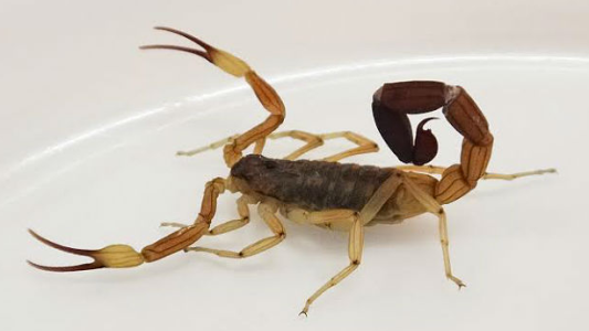 Siete pacientes ingresaron al Hospital Alassia por picaduras de alacranes