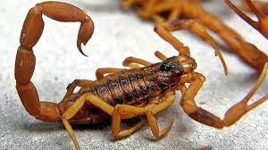 Aumento de casos de niños picados por alacranes