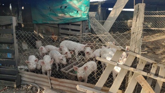 Alerta por el aumento de casos de triquinosis en el sur de la provincia