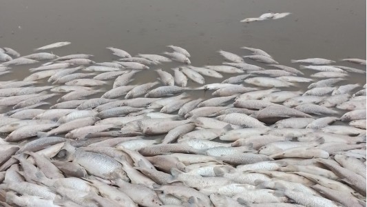 Los efectos de la sequía: miles de peces aparecieron muertos en Vera y Pintado