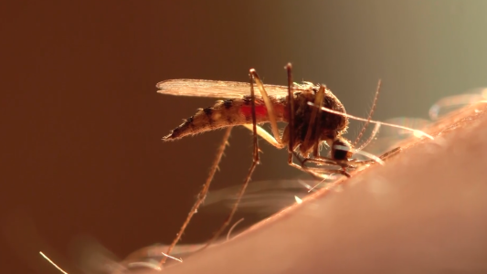 Dengue: 10 casos confirmados en el norte de la provincia