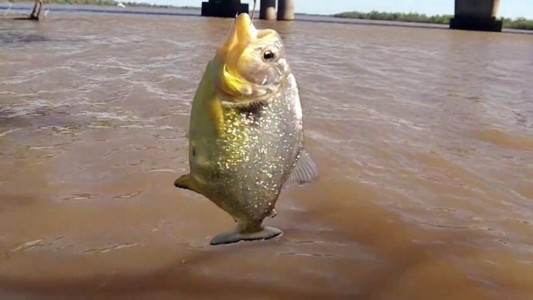 La provincia brindó recomendaciones ante la presencia de palometas en el Río Paraná