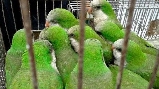 Muerte por psitacosis en Rafaela