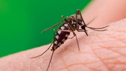 Ya son 84 los casos de dengue confirmados en la provincia