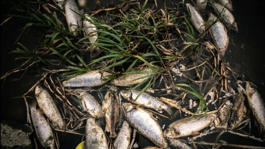 Se detectó la mayor concentración de agrotóxicos del mundo en los sábalos del río Salado