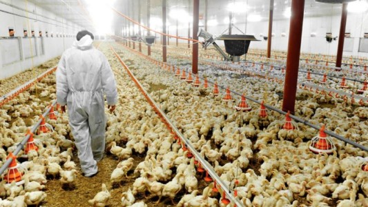 Gripe aviar: qué medidas podrá tomar el SENASA para evitar su propagación