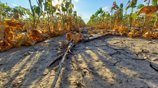 Productores afectados por la sequía tendrán un mes más para tramitar beneficios provinciales