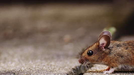 Confirman la muerte de un joven por hantavirus en el norte provincial