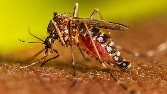 Alerta por el dengue: se registraron cinco nuevos casos autóctonos