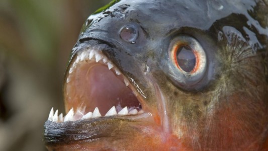 La provincia brindó recomendaciones ante la presencia de palometas en el Río Paraná