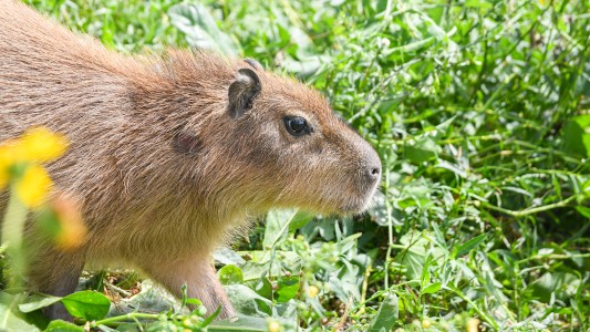 El Ministerio de Ambiente y Cambio Climático liberó a un gato montés, dos zorros grises y tres carpinchos