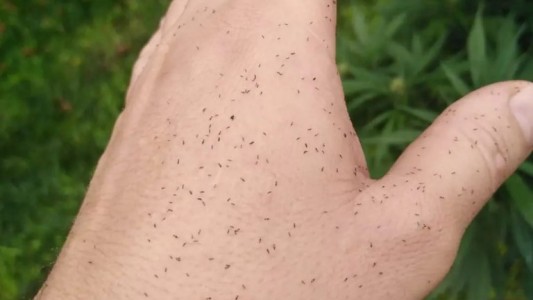 Invasión de insectos en CABA y el conurbano bonaerense: ¿qué son y cómo combatirlos?