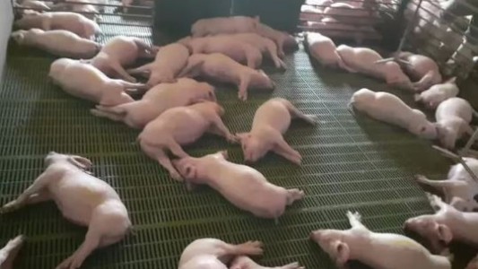 Más de 500 cerdos mueren tras un corte de luz en Mendoza