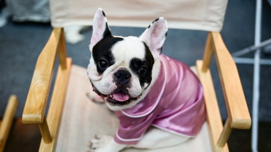 Fin de un reinado de 31 años: el bulldog francés destronó al labrador como el perro más popular