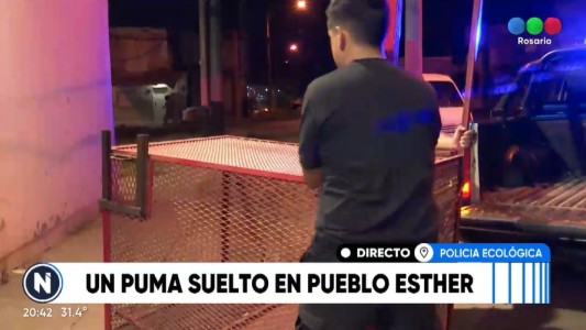 Alerta por un puma suelto entre dos localidades del departamento Rosario