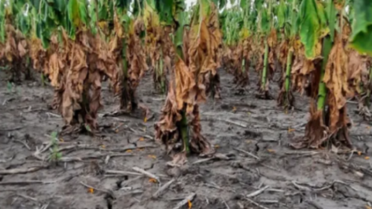 Estiman que Santa Fe perderá u$s 4500 millones por efecto de la sequía