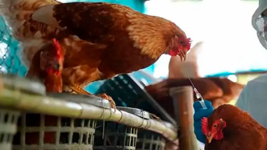 Establecieron nuevas medidas sanitarias de emergencia por la gripe aviar