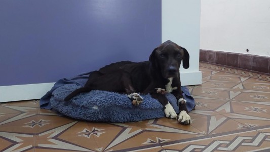 “Justo”, el perro que sufrió 10 años de maltrato, se recupera y necesita ayuda