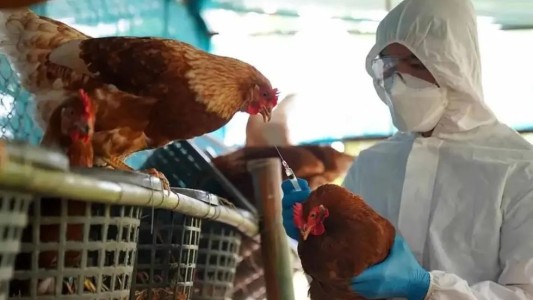 Gripe Aviar: Sacrificaron 15.000 aves por un caso a 20 kilómetros de Esperanza