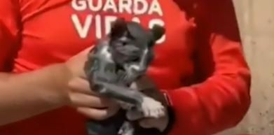 Video: Guardavidas rescataron un gatito que una mujer tiró a la laguna Setúbal