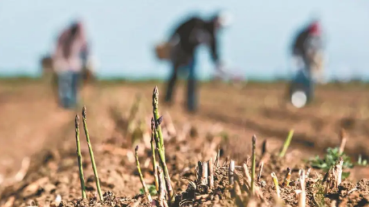 Más de 10 mil productores ya gestionaron la ayuda por sequía en Santa Fe