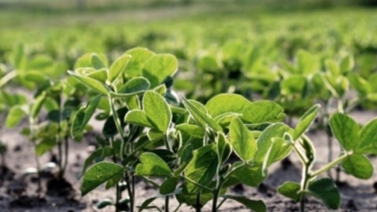 Sequía y caída de reservas: Sergio Massa lanza esta tarde el dólar agro