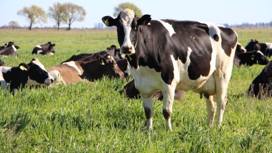 Santa Fe, Córdoba y Entre Ríos solicitan a Nación que declare a la lechería como economía regional