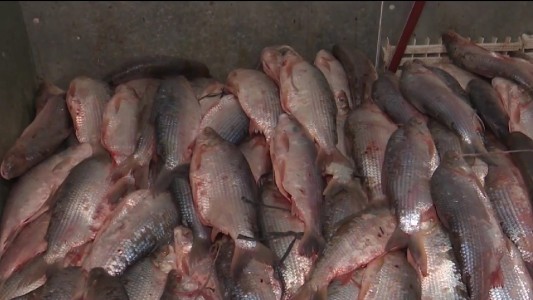 La venta de pescado a precios populares fue un éxito