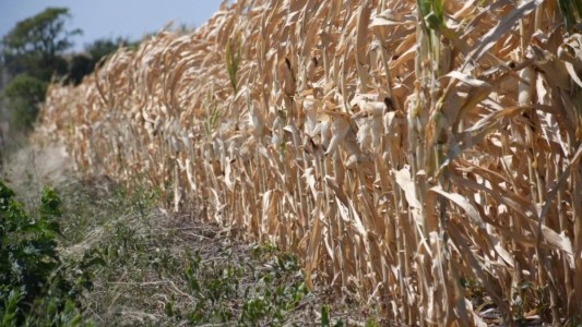 Prorrogan la emergencia agropecuaria por sequía en toda la provincia