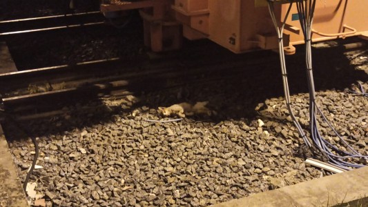 Un gato provocó un corte de luz anoche en el centro de la ciudad