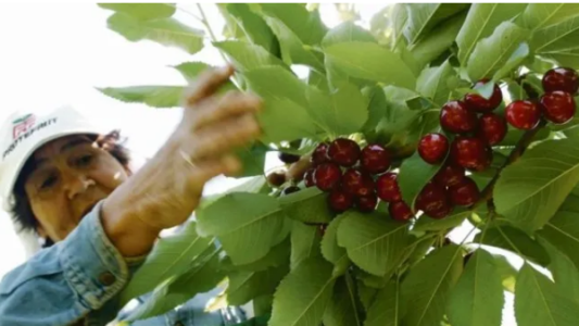 Cuáles son las economías regionales que ingresan al programa dólar agro