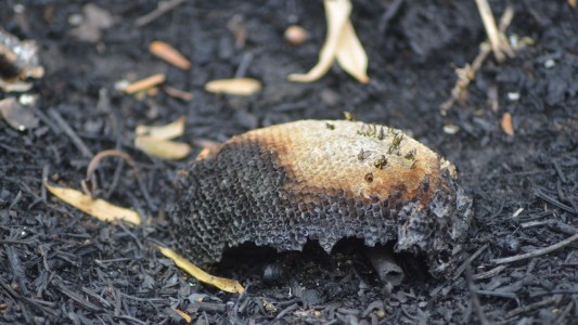 Fuego en Paraná medio: un estudio devela la degradación de ecosistemas