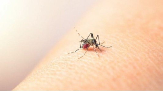 Confirman más de 56 mil casos de dengue y más de 1200 de chikungunya en todo el país