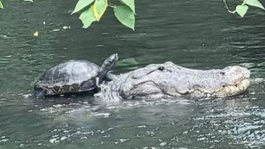 Una tortuga, "a caballo" de un caimán