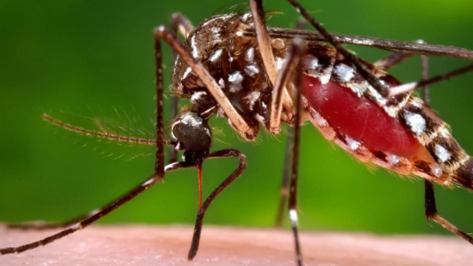 Vuelven el calor muy húmedo y aumenta el riesgo de dengue