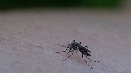 Dengue: más de 15 mil casos en Santa Fe