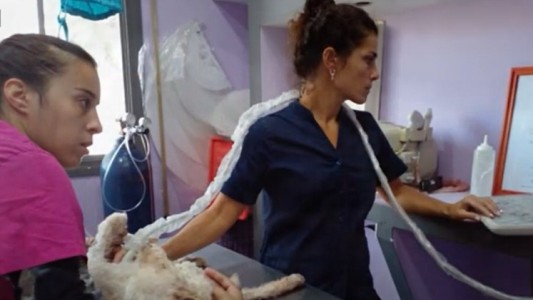 Paquito y su batalla por vivir: Fue rescatado de la calle en total estado de abandono