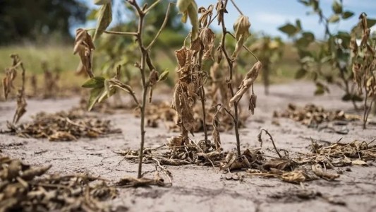 Santa Fe homologó a nivel nacional la prórroga de la emergencia agropecuaria