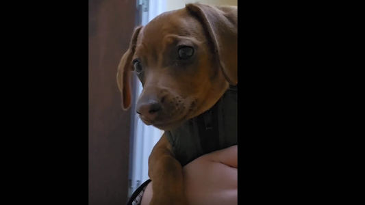 Salta: Una perrita salchicha acompaña a niños y adolescentes a las audiencias judiciales