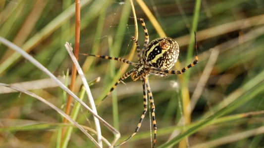 Nueva cita del ciclo de exposiciones mediadas en el Museo Ameghino