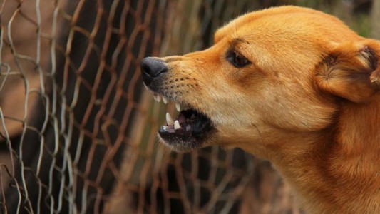 La Justicia ordenó desenterrar a los perros que atacaron a una nena en Córdoba: se busca determinar si tenían rabia