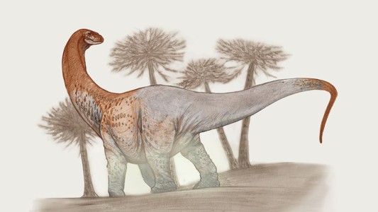 50 toneladas, 30 metros de largo y 90 millones de años, así es el dinosaurio gigante encontrado en Río Negro