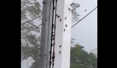 Invasión de moscas en La Plata: vecinos denuncian falta de control de gallineros