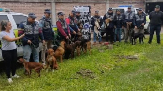 Rescatan 13 perros que eran víctimas de maltrato en Tucumán