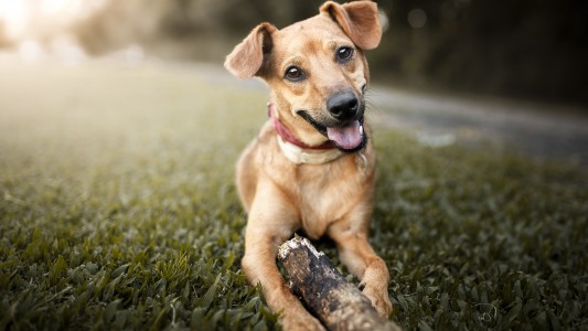 ¿Sabías que hoy se conmemora el Día del Perro?