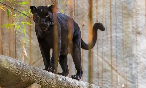 La población de animales salvajes disminuyó un 69% en los últimos 50 años