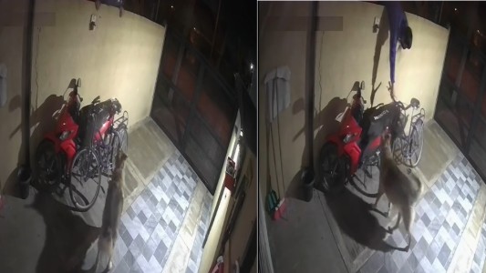Video: un perro frustró el robo de la bicicleta de su dueño