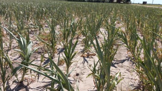 Efectos de la sequía: Prorrogan la emergencia agropecuaria en Santa Fe
