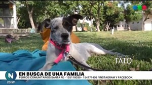 Perros Comunitarios Santa Fe